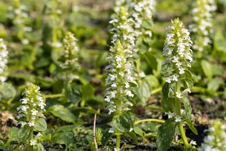 Ajuga reptans 'Alba' - P9 - image 1