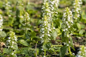 Ajuga reptans 'Alba'