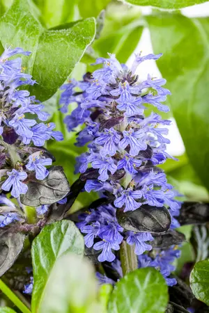 Ajuga reptans 'Atropurpurea' - 2 Ltr pot - image 1