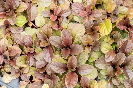 Ajuga reptans 'Atropurpurea' - 2 Ltr pot - image 3