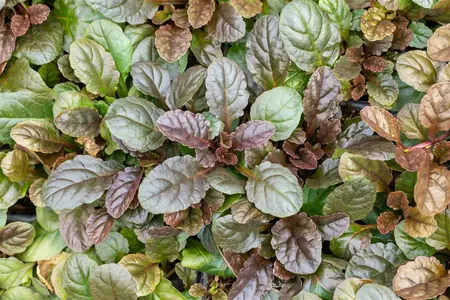 Ajuga reptans 'Atropurpurea' - 2 Ltr pot - image 5