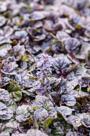 Ajuga reptans 'Black Scallop' - 1.5 Ltr pot - image 4