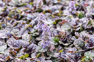 Ajuga reptans 'Black Scallop' - 1.5 Ltr pot - image 2