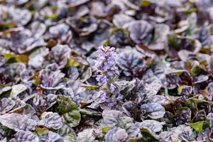 Ajuga reptans 'Black Scallop' - 1.5 Ltr pot - image 3