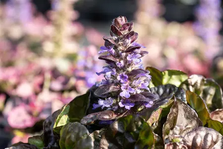 Ajuga reptans 'Black Scallop' - 1.5 Ltr pot - image 1