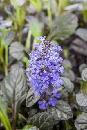 Ajuga reptans 'Braunherz' - P9 - image 1