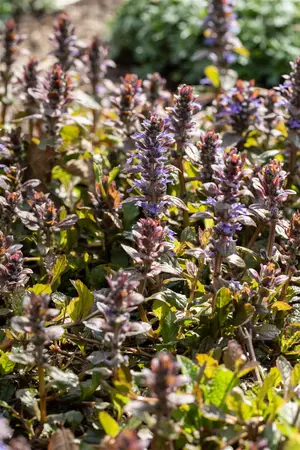 Ajuga reptans 'Braunherz' - P9 - image 2