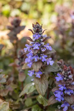 Ajuga reptans 'Braunherz' - P9 - image 3