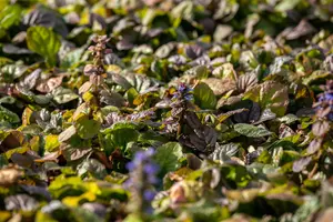 Ajuga reptans 'Braunherz' - P9 - image 4