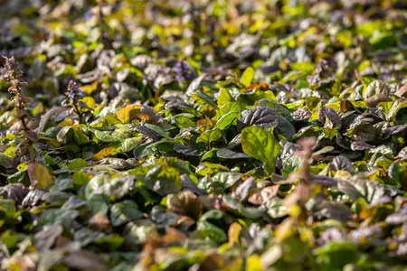 Ajuga reptans 'Braunherz' - P9 - image 5