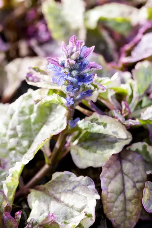 Ajuga reptans 'Burgundy Glow' - 5 Ltr pot - image 1