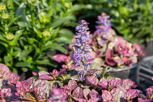 Ajuga reptans 'Burgundy Glow' - 5 Ltr pot - image 4