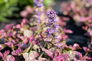 Ajuga reptans 'Burgundy Glow' - 5 Ltr pot - image 5