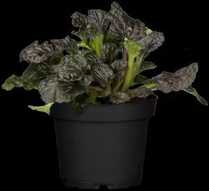 Ajuga reptans 'Burgundy Glow' - 5 Ltr pot - image 2