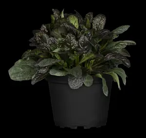 Ajuga reptans 'Burgundy Glow' - 5 Ltr pot - image 3