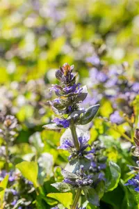 Ajuga reptans 'Catlin's Giant'