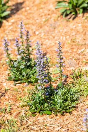 Ajuga reptans 'Chocolate Chip' - 2 Ltr pot - image 4