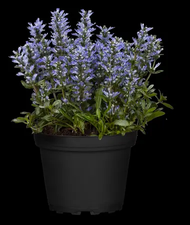 Ajuga reptans 'Chocolate Chip' - 2 Ltr pot - image 1