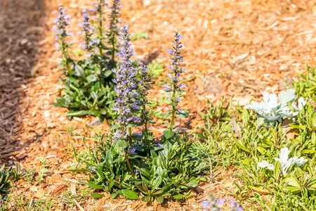 Ajuga reptans 'Chocolate Chip' - 2 Ltr pot - image 3