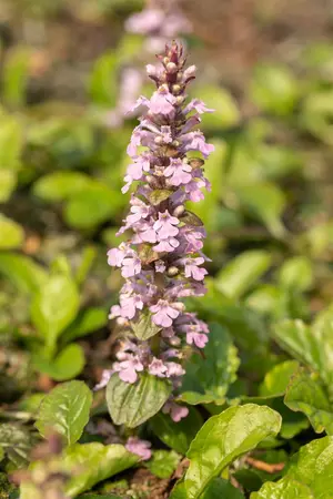 Ajuga reptans 'Rosea' - P9 - image 1