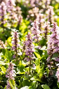 Ajuga reptans 'Rosea' - P9 - image 3