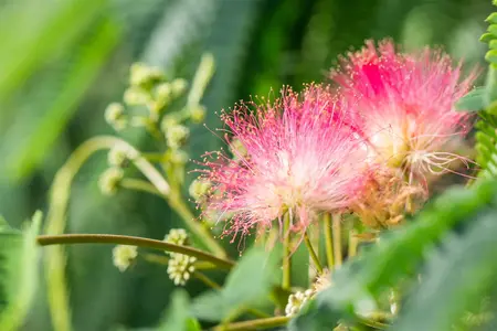 Albizia julibrissin - Plug/Celgrown - image 2