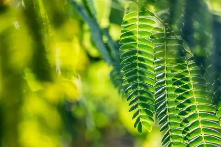 Albizia julibrissin - Plug/Celgrown - image 5