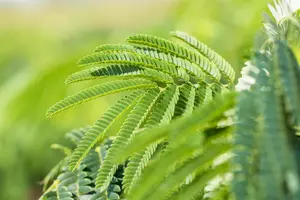 Albizia julibrissin