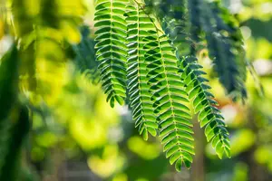 Albizia julibrissin - Plug/Celgrown - image 3