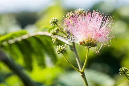 Albizia julibrissin - Plug/Celgrown - image 4