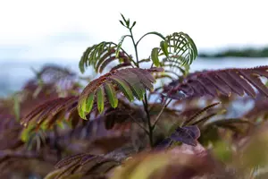 Albizia julibrissin 'Evey's Pride'?