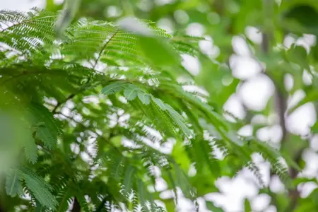 Albizia julibrissin 'Ombrella' - 40-60 CM C3 - image 3