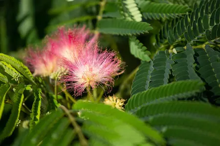 Albizia julibrissin 'Ombrella' - 20-30 CM C3 - image 1