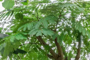 Albizia julibrissin 'Ombrella' - 20-30 CM C3 - image 4