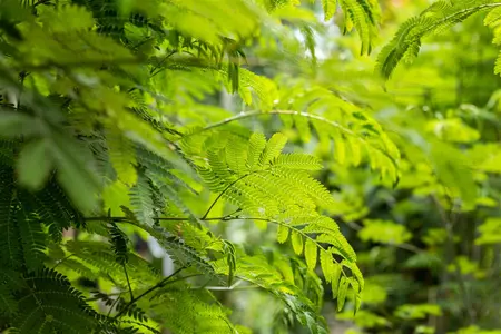 Albizia julibrissin 'Rouge de Tuiliere' - 40-50 CM C3.5 - image 1