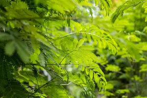 Albizia julibrissin 'Rouge de Tuiliere'