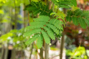 Albizia julibrissin 'Rouge de Tuiliere' - 40-50 CM C3.5 - image 2