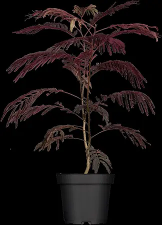 Albizia julibrissin 'Summer Chocolate' - 3 Ltr pot - image 1