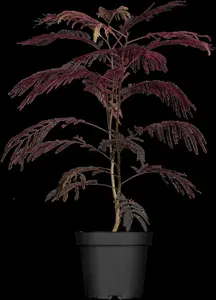 Albizia julibrissin 'Summer Chocolate'