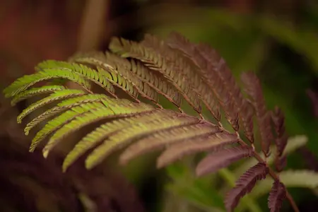 Albizia julibrissin 'Summer Chocolate' - 3 Ltr pot - image 2