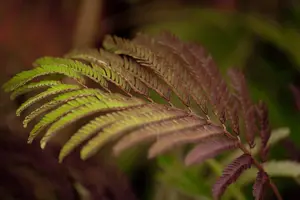 Albizia julibrissin 'Summer Chocolate' - 3 Ltr pot - image 2