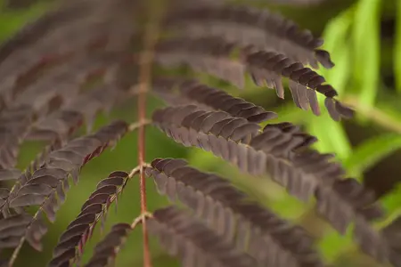 Albizia julibrissin 'Summer Chocolate' - 3 Ltr pot - image 3