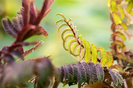 Albizia julibrissin 'Summer Chocolate' - 3 Ltr pot - image 4