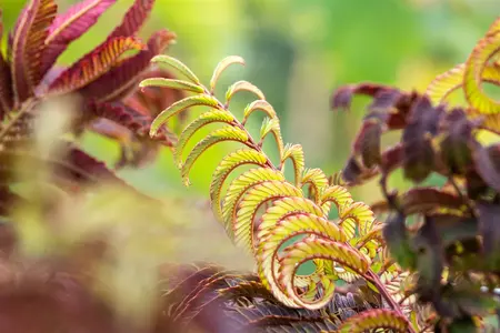 Albizia julibrissin 'Summer Chocolate' - 3 Ltr pot - image 5