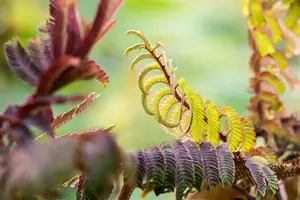 Albizia julibrissin 'Summer Chocolate' - MULTISTEM 250-300 CM C65 - image 4