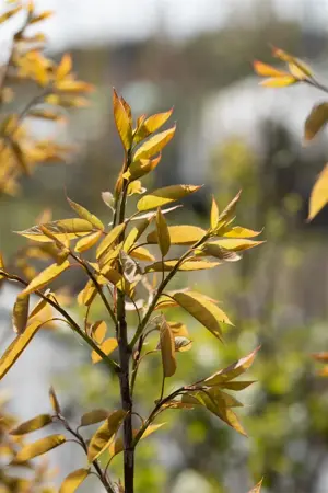 Amelanchier arborea 'Robin Hill' - STDS 6-8 CM CONT - image 4