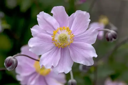 Anemone hup. 'September Charm' - P9 - image 1