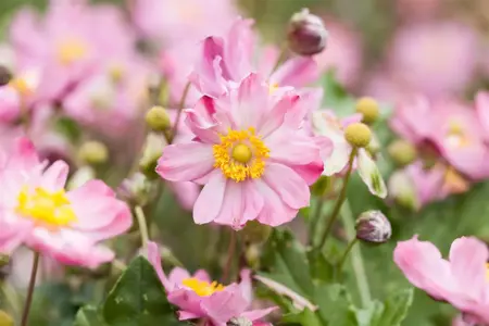 Anemone hyb. 'K?nigin Charlotte' - 1.5 Ltr pot