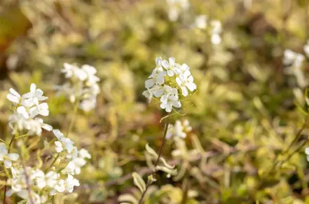 Arabis f.-c. 'Old Gold' - P9 - image 1
