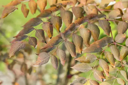 Aralia elata - P10.5 - image 1